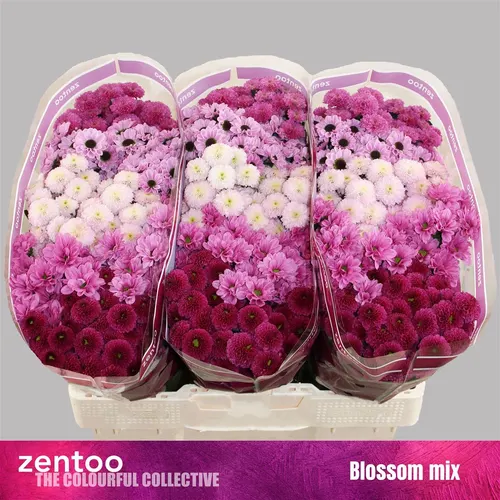 Chryzantéma santini Sweet mix 55 cm
