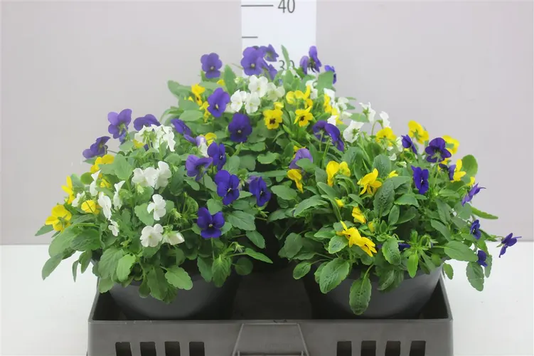 Viola End F1 mix v črepníku črepník 23 cm