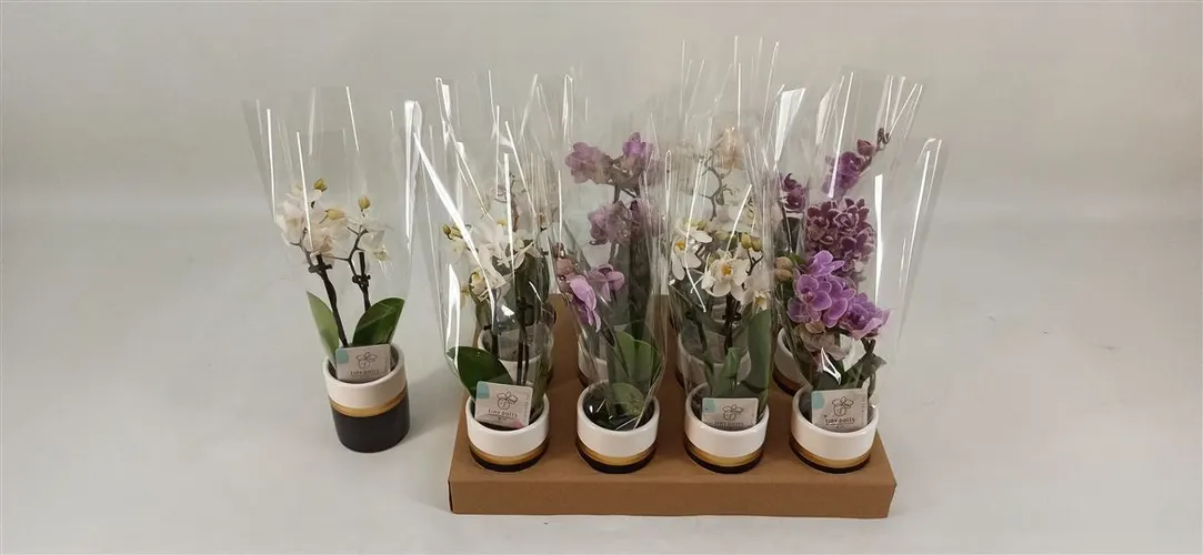 Orchidea Phalaenopsis Mini mix v keramike, 2 výhony črepník 6 cm