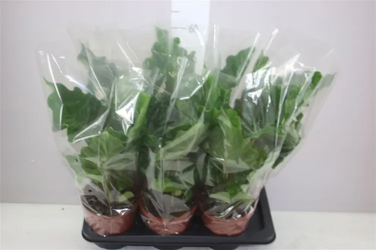 Alocasia Low Rider črepník 17 cm