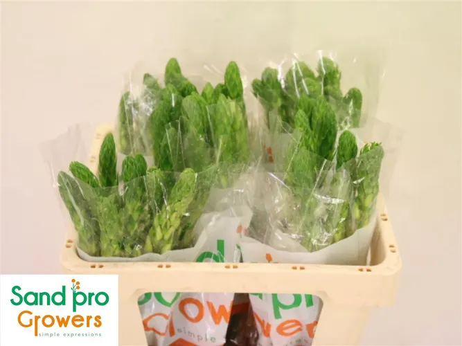 Ornithogalum Milky Way 50 cm