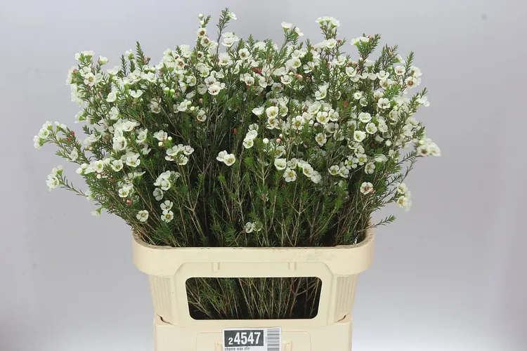 Chame Wax Ofir 80 cm