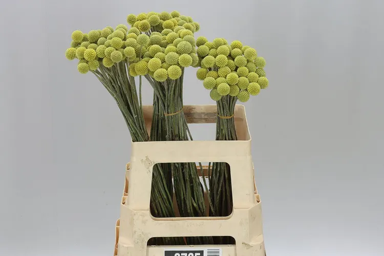 Craspedia 70 cm