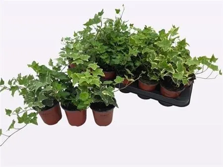 Hedera He Gemengd črepník 9 cm