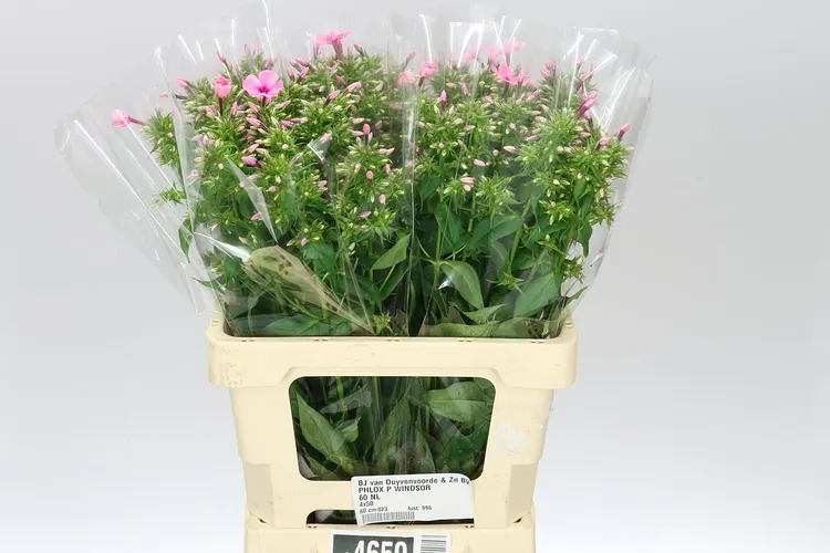 Phlox P Windsor 60 cm