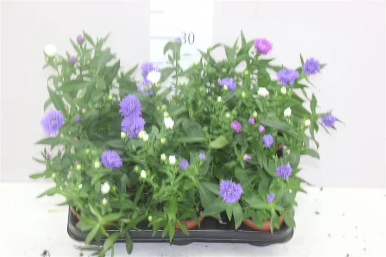 Aster Nb Victori Gemengd črepník 11 cm