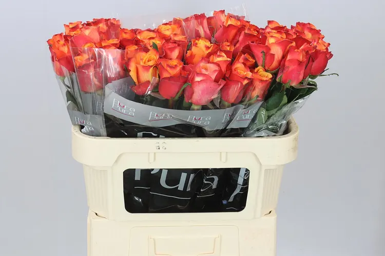 Rosa Gr Fire Fly 70 cm