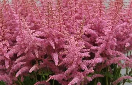 Astilbe Cattleya 70 cm