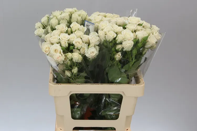 Rosa Tr Majolika White 50 cm