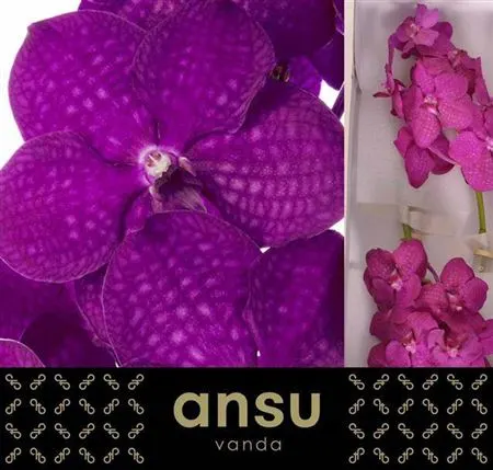 Vanda Ni Rasp Cerise 25 cm