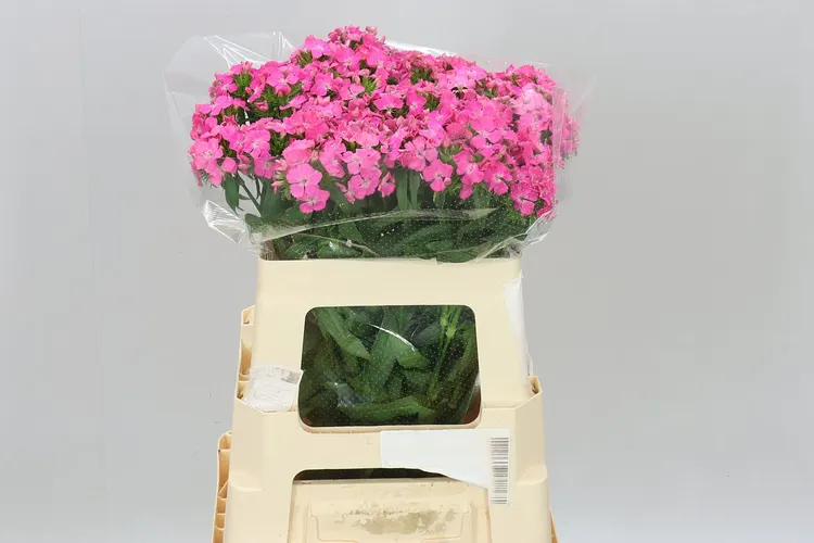 Di Barb Sweet Will Pink 55 cm