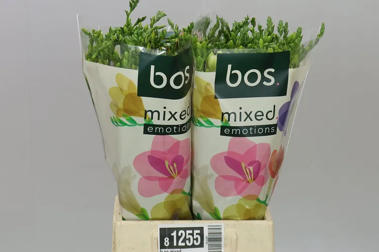 Fr En Mixed 50 cm