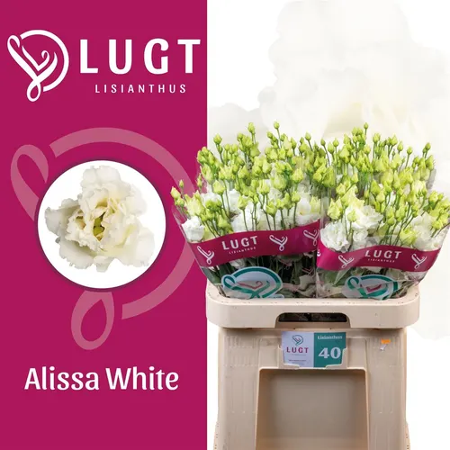 Eustóma plnokvetá Alissa White 70 cm