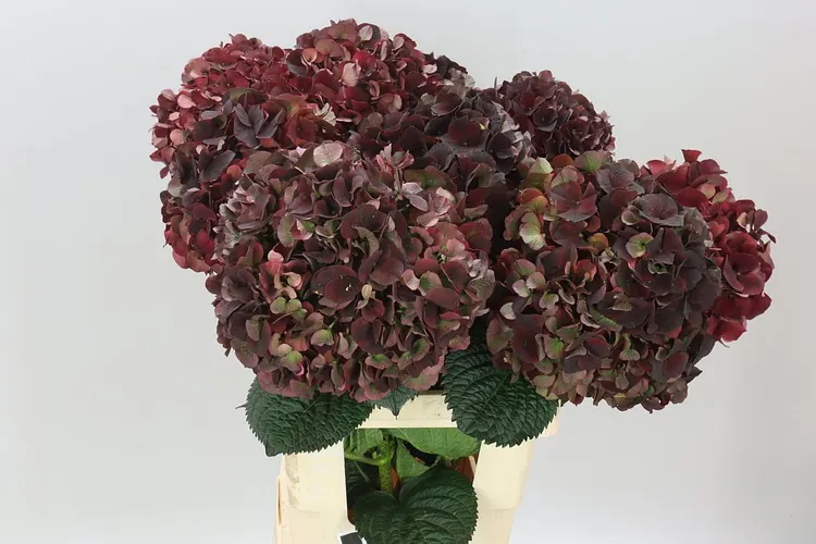 Hyd Dark Ruby Classic 65 cm