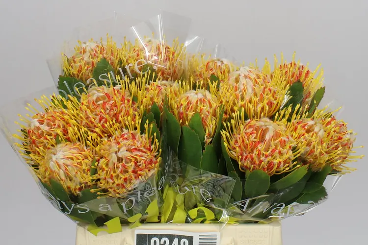 Leucospermum Veldfire 40 cm