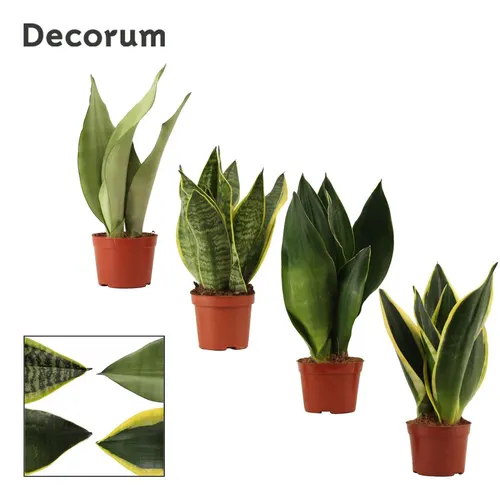 Sansevieria Super mix 9 Cm (decorum) črepník 9 cm