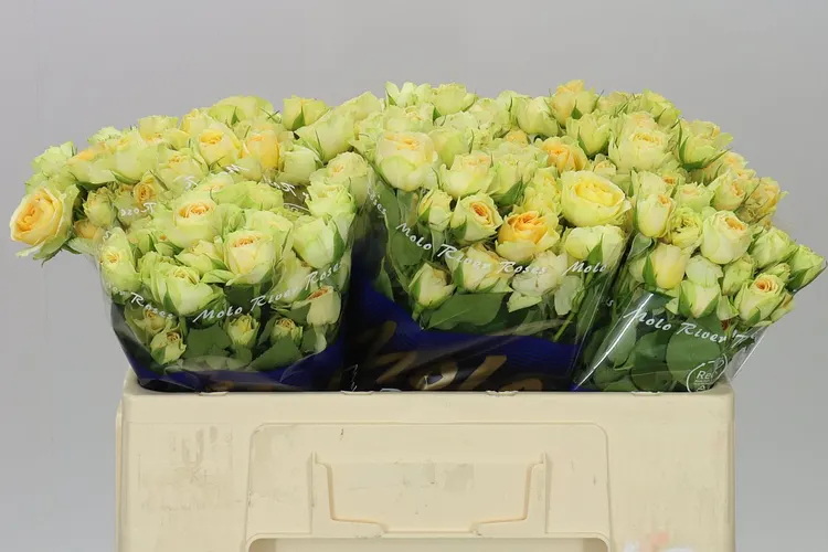 Rosa Tr Bandolero 50 cm