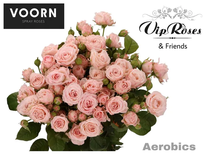 R Tr Aerobic 60 cm