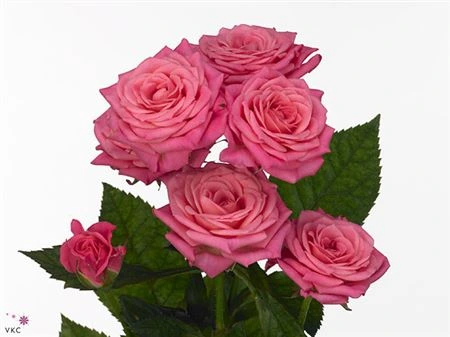 Ruža trsová Lianne 60 cm