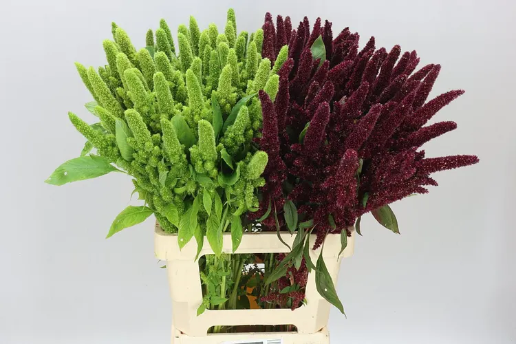 Amarant St mix 70 cm