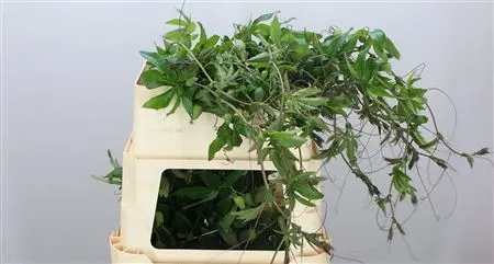 Passieflora Ranken X 25 125 cm