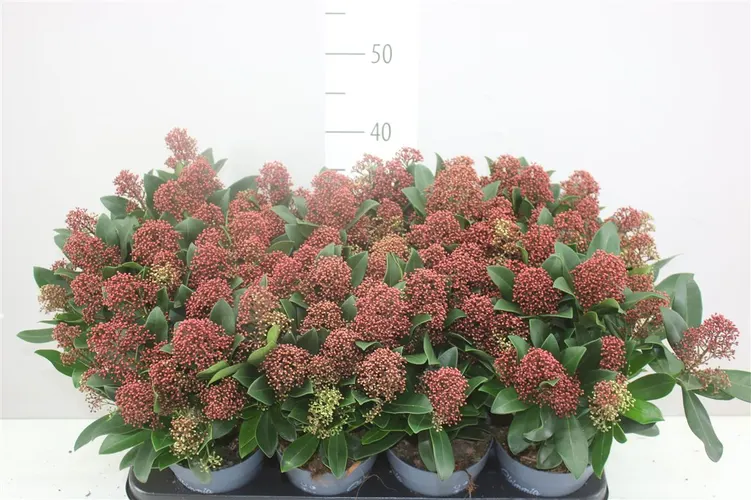 Skimmia Rubella 10+ črepník 13 cm