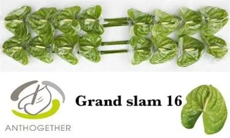 Anth Grand Slam
