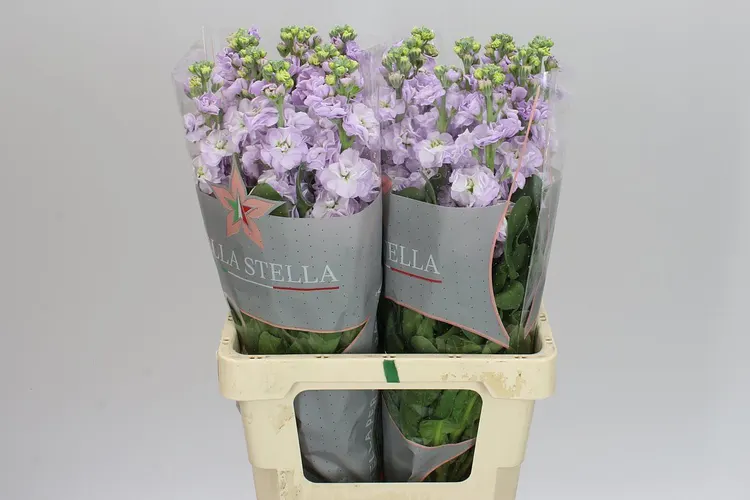 Matthiola Lavender It. Imp 70 cm