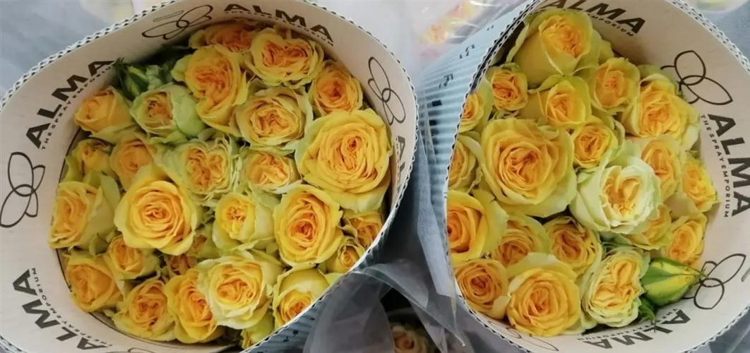 Ruža trsová Bril Stars Leo, Ekvádor 60 cm