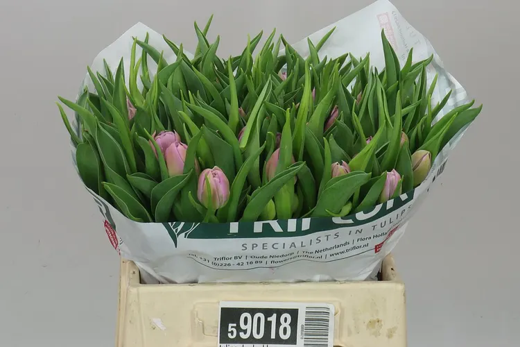 Tulipán plnokvetý Double Price 38 cm