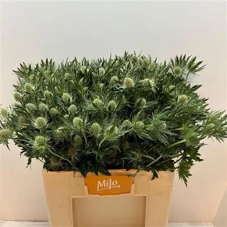 Eryngium Whit Lagoon 60 cm