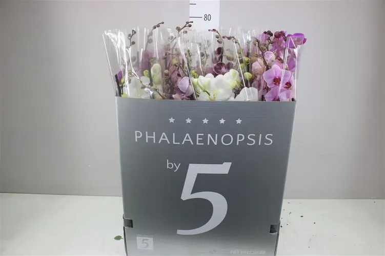Phal Gemengd 3 Tak Ex črepník 12 cm