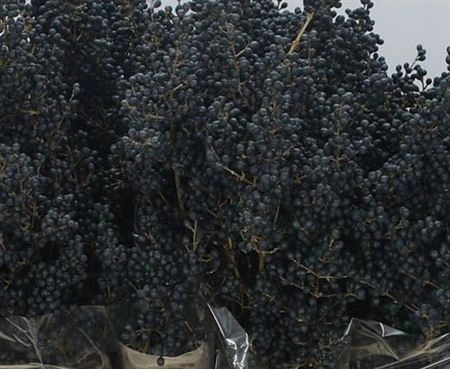 Bobuľové kríky (Berried Shrubs)