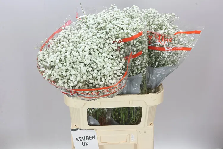 Gypsofila Xlence 25 Gr 80 cm
