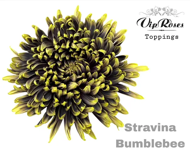 Chryzantéma veľkokvetá Stravina Bumblebee 65 cm