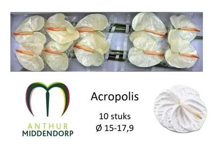 Anth Acropolis