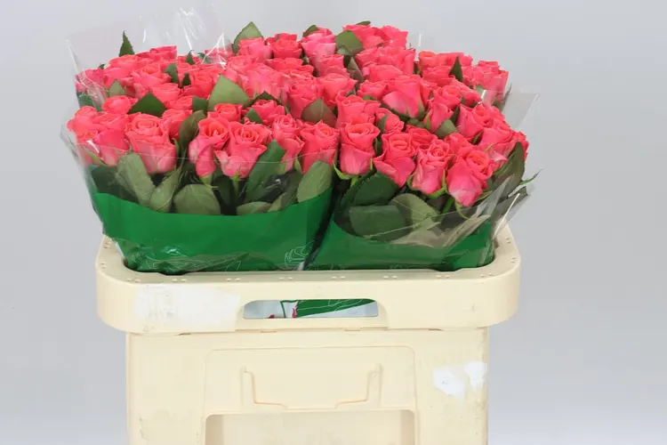 Rosa Gr Pink Tacazzi 60 cm