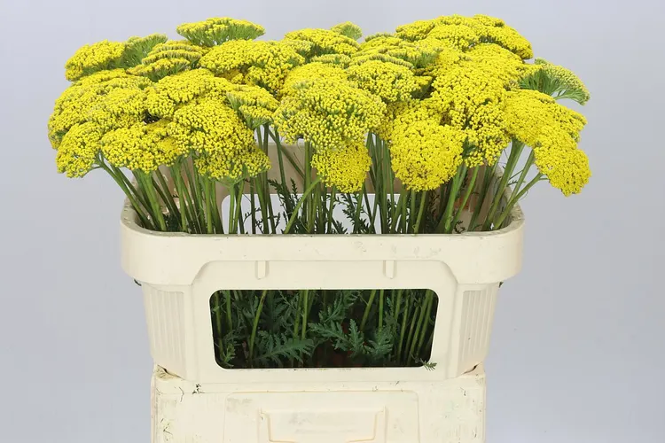 Achillea Parkers Variety 70 cm