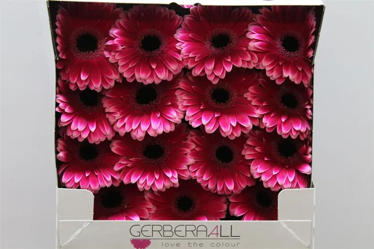 Gerbera Diamond Nuance 55 cm