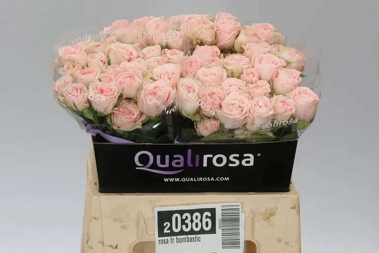 Rosa Tr Bombastic Imp 2/4 40 cm