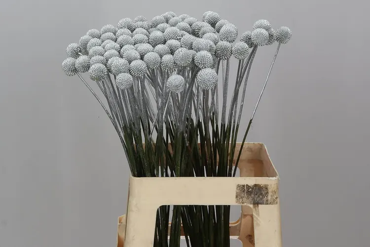 Craspedia Painted Silver 60 cm