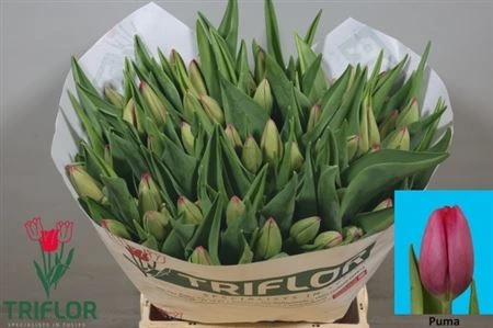 Tulipán jednoduchý Puma 44 cm