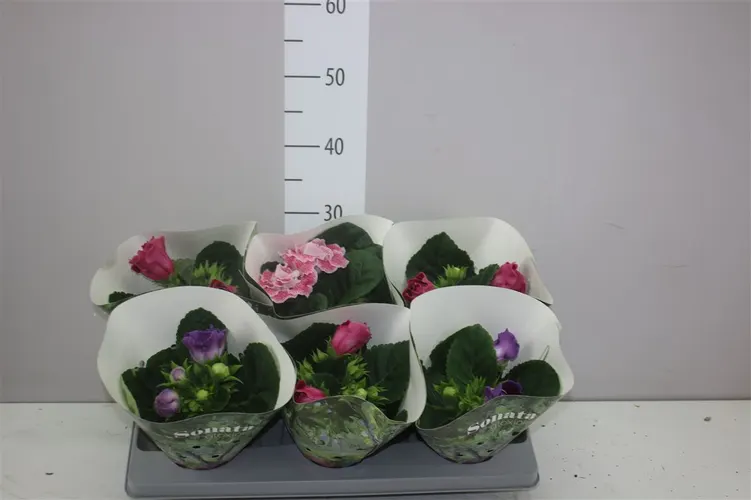 Sinningia Sonata mix črepník 13 cm