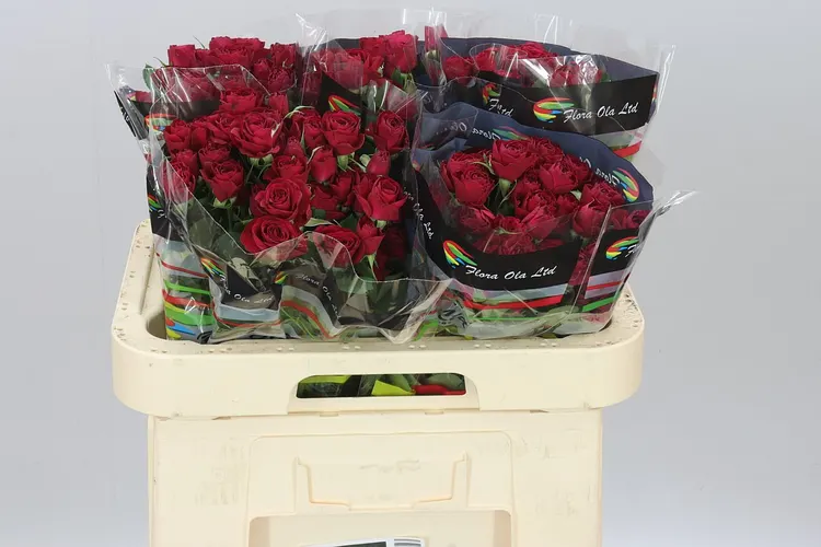 Ruža trsová Red Trendsetter 60 cm