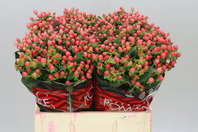 Hyp Sweet Romance 60 cm