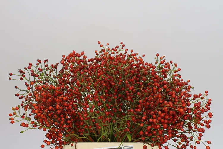 Rozenbottel Prinsberry Fire 45 cm