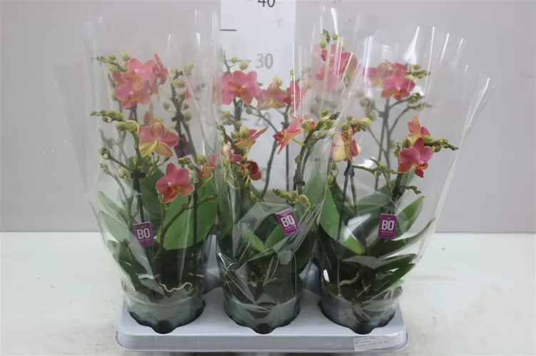 Phal Mtfl Oranje 2 Tak črepník 12 cm