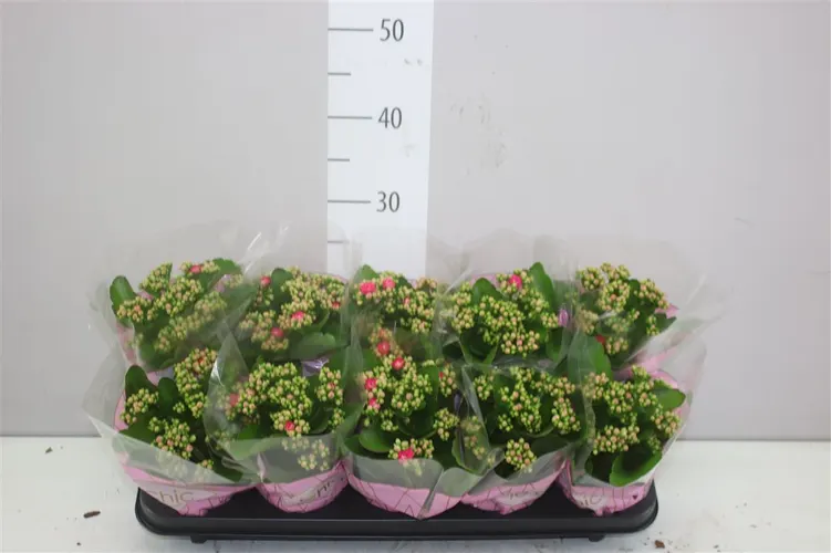 Kalanchoe Rosalina Roze črepník 10,5 cm