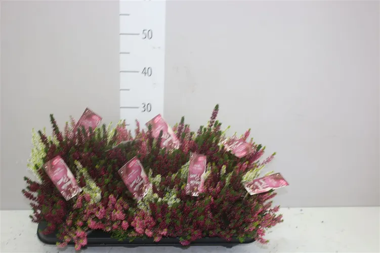 Calluna G.girls Lavendel Creme črepník 12 cm
