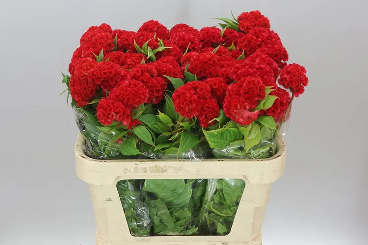 Celosia C Red Chief 75 cm